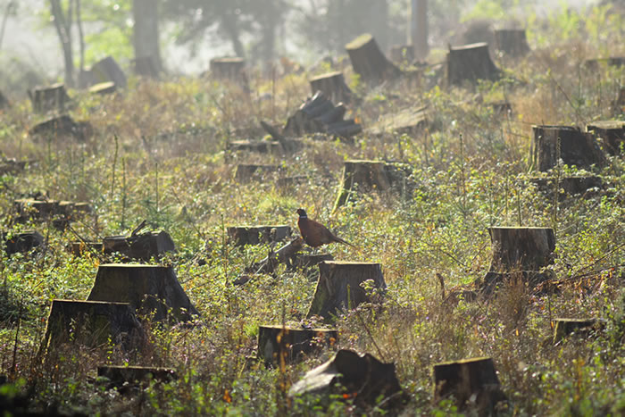 Digital Signatures Help Stop Deforestation 